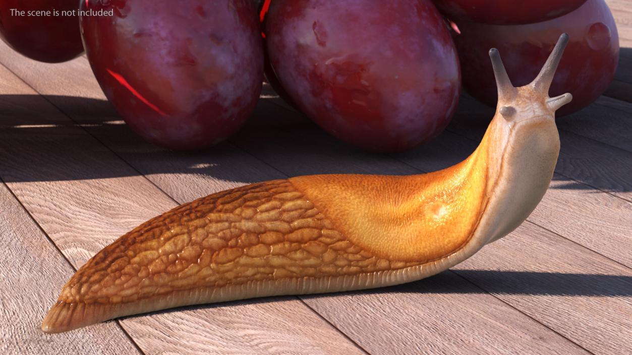 Slug Dusky Arion Rigged for Cinema 4D 3D