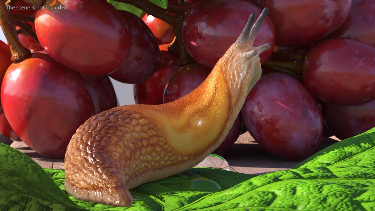 Slug Dusky Arion Rigged for Cinema 4D 3D