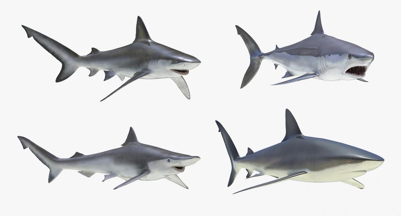 3D Rigged Sharks Collection 4