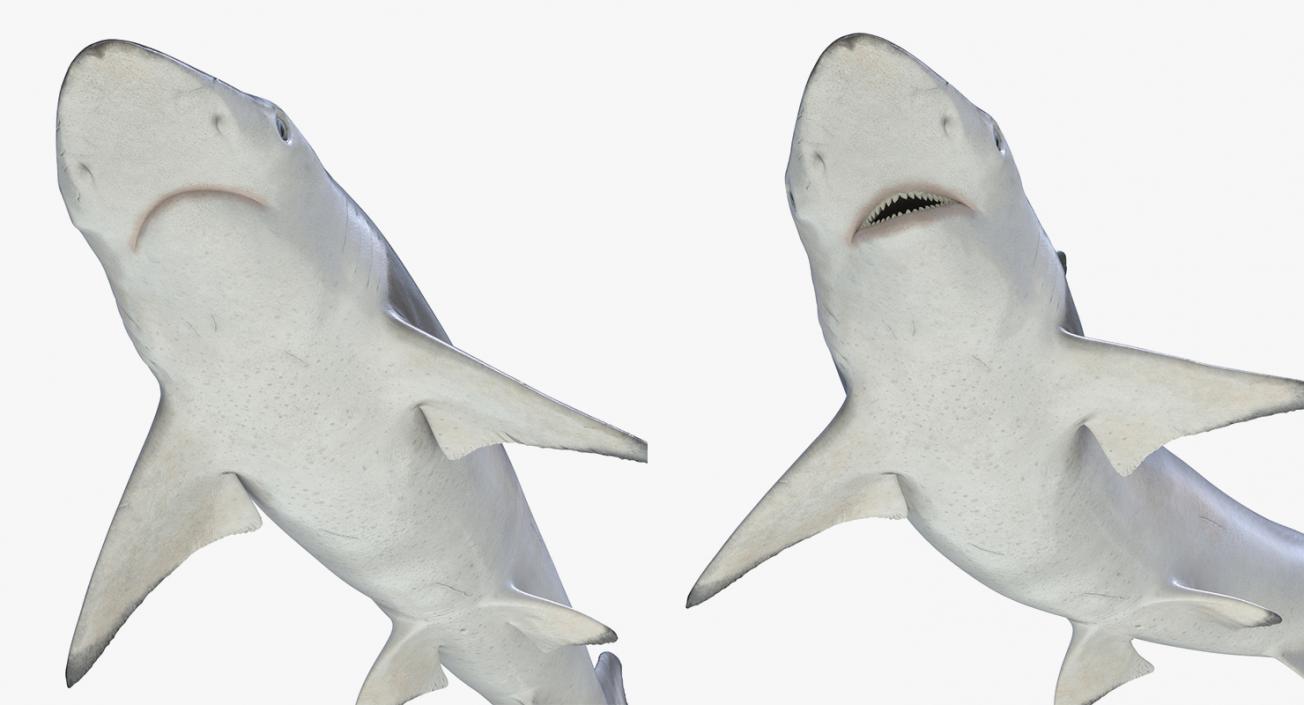 3D Rigged Sharks Collection 4