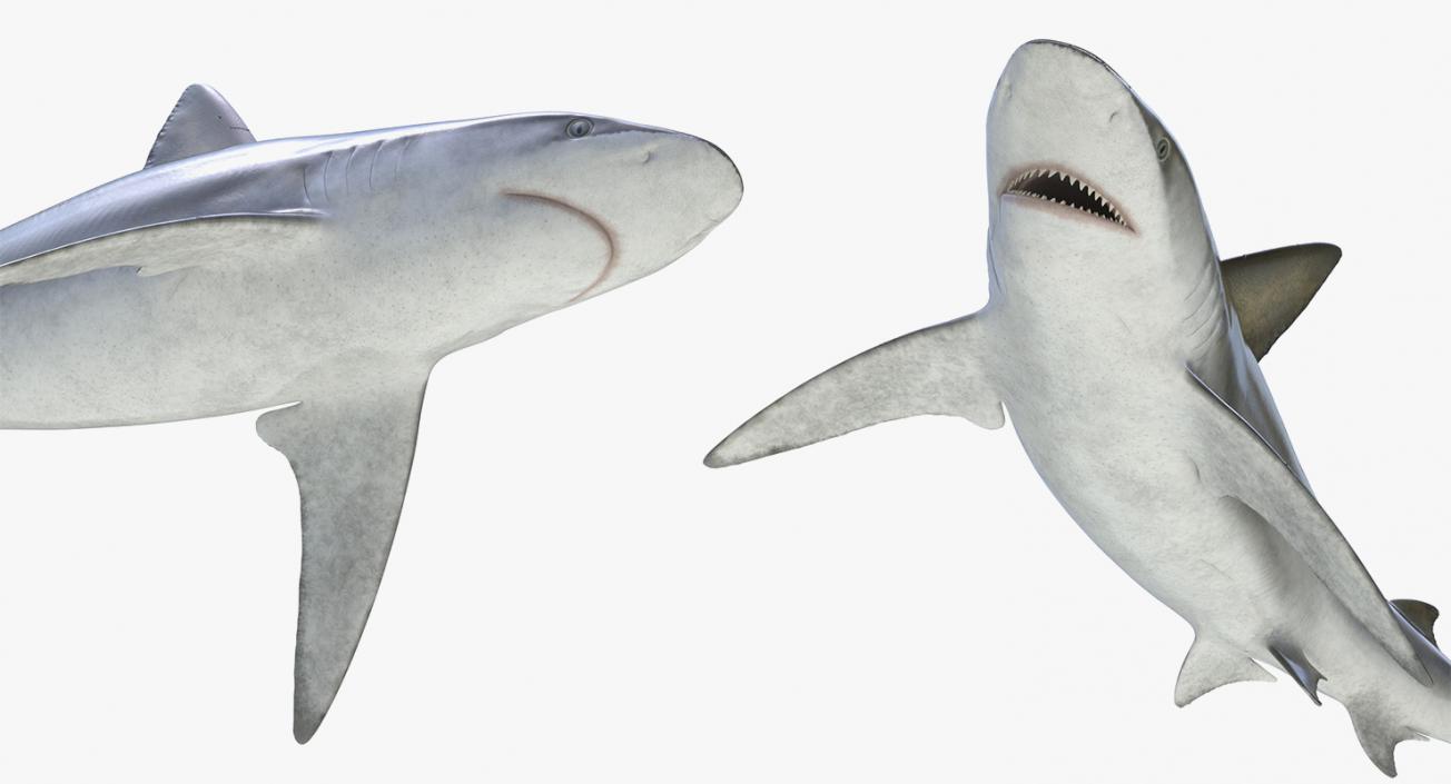 3D Rigged Sharks Collection 4