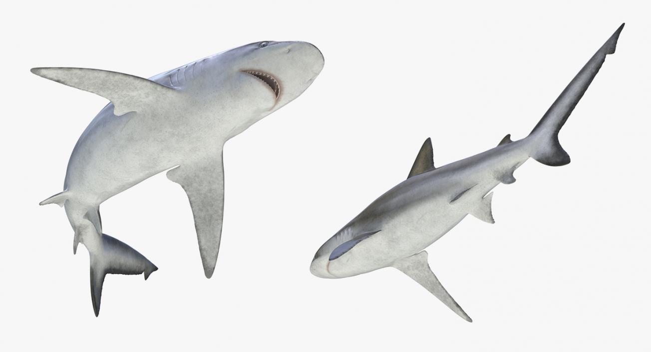 3D Rigged Sharks Collection 4