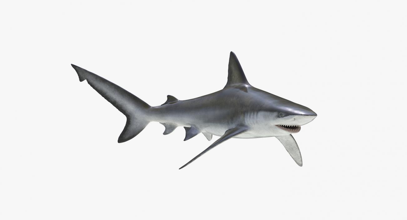 3D Rigged Sharks Collection 4