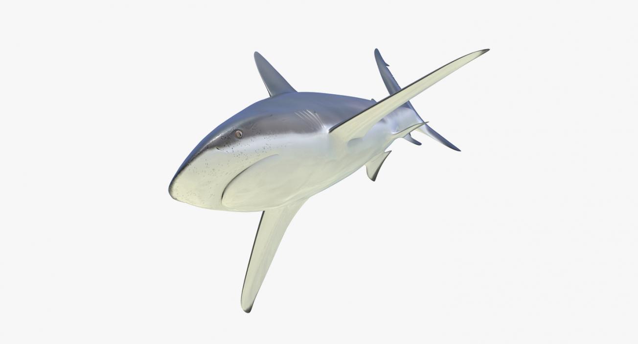 3D Rigged Sharks Collection 4