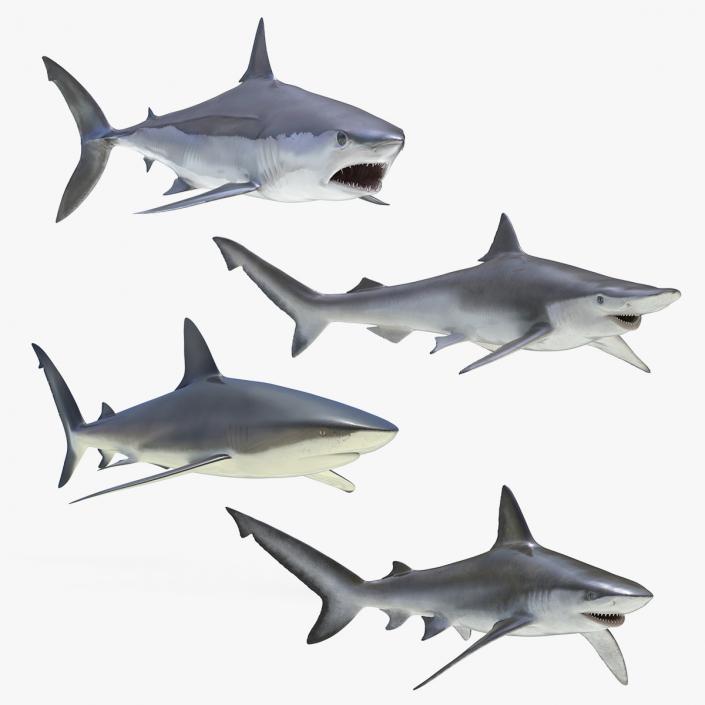 3D Rigged Sharks Collection 4