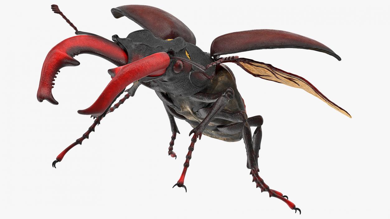 Lucanus Cervus Stag Beetle Flying with Fur 3D