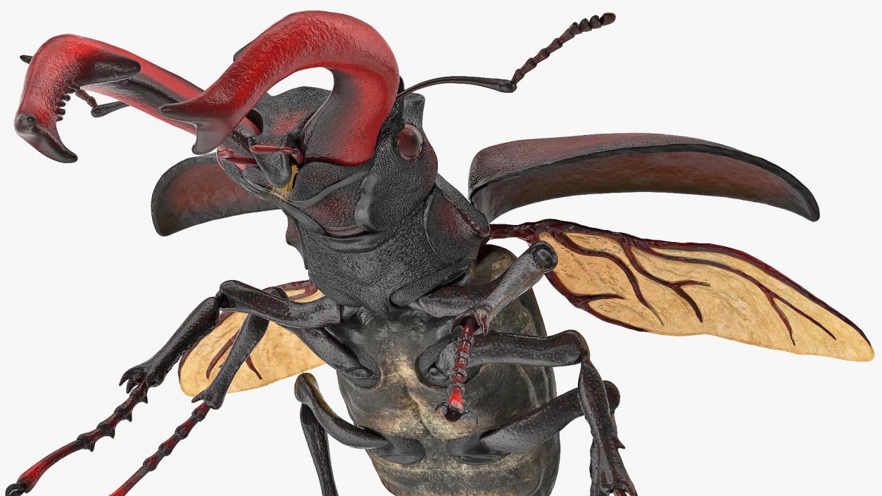 Lucanus Cervus Stag Beetle Flying with Fur 3D