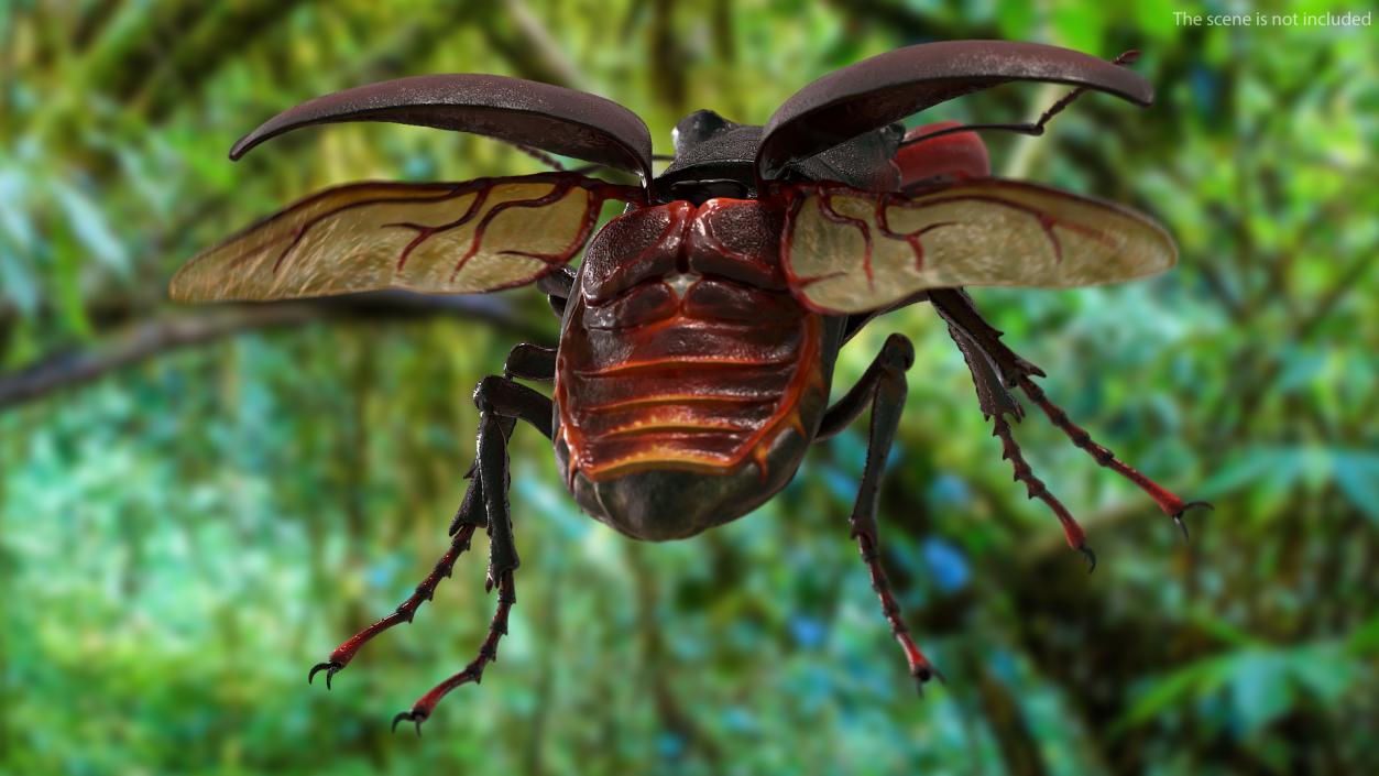 Lucanus Cervus Stag Beetle Flying with Fur 3D