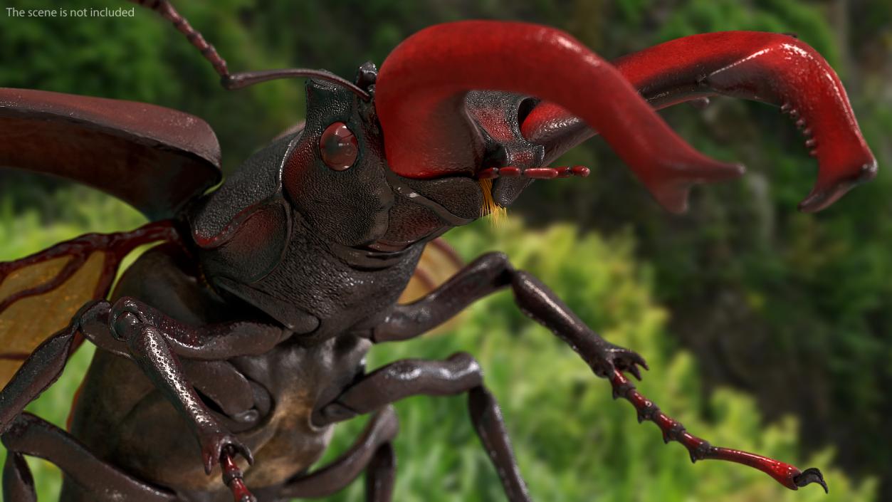 Lucanus Cervus Stag Beetle Flying with Fur 3D