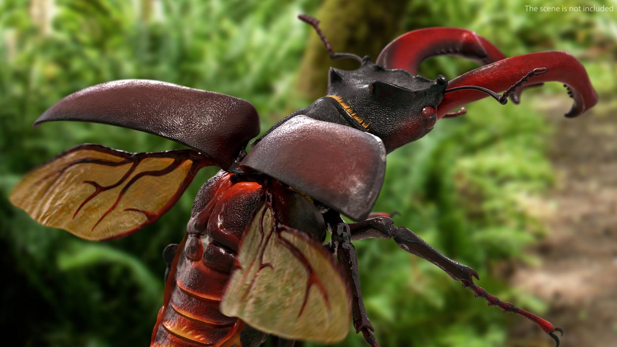 Lucanus Cervus Stag Beetle Flying with Fur 3D