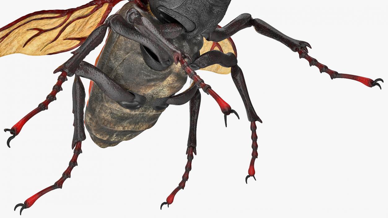 Lucanus Cervus Stag Beetle Flying with Fur 3D