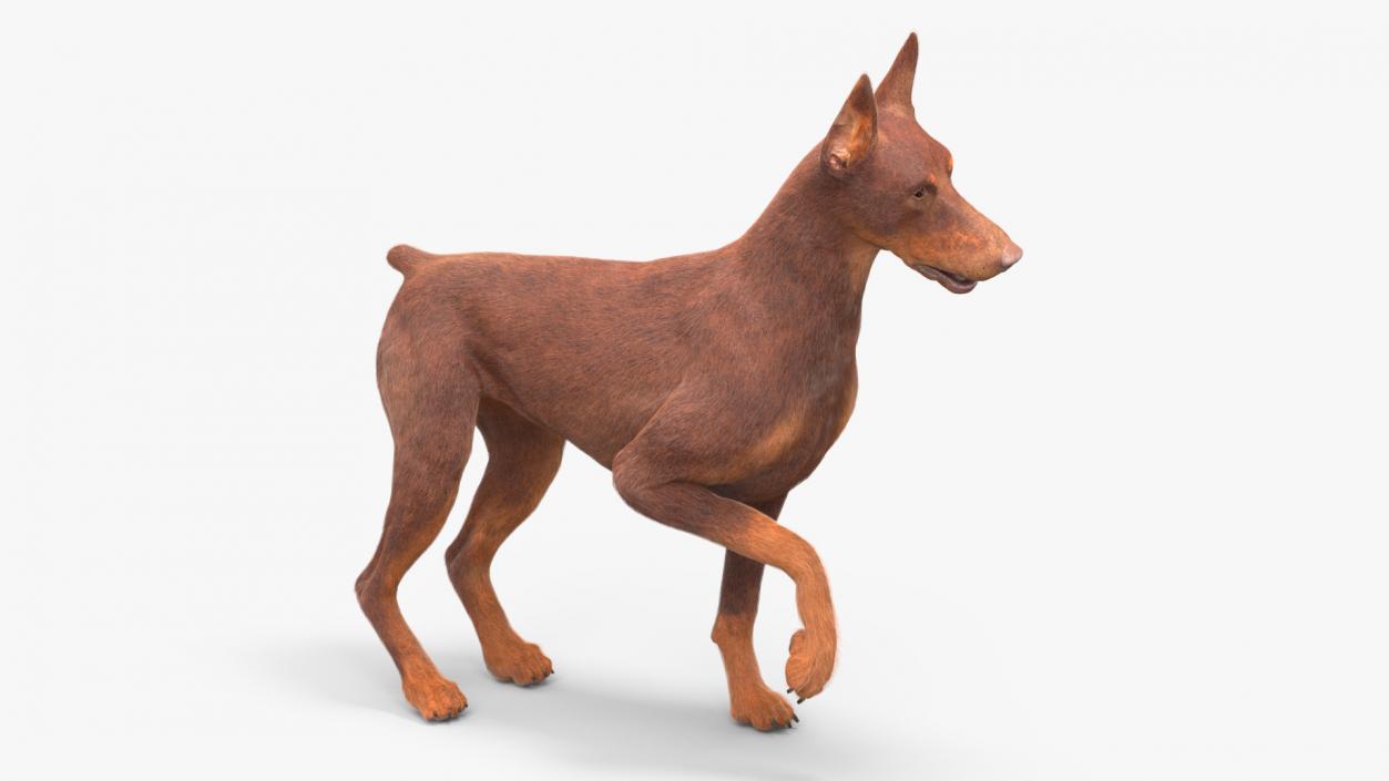 Doberman Dog Brown Fur Rigged 3D model