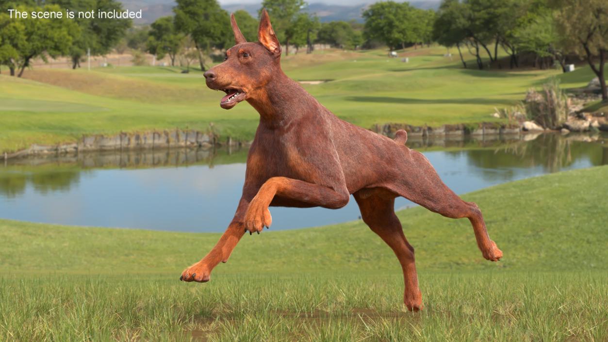 Doberman Dog Brown Fur Rigged 3D model