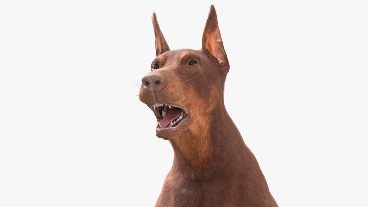 Doberman Dog Brown Fur Rigged 3D model