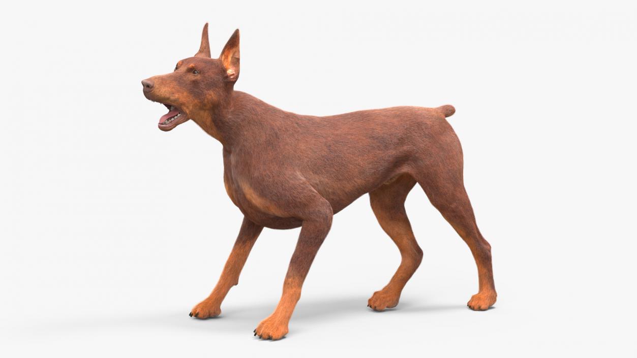 Doberman Dog Brown Fur Rigged 3D model