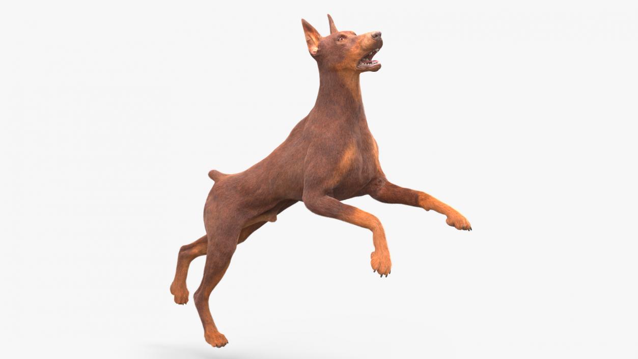 Doberman Dog Brown Fur Rigged 3D model