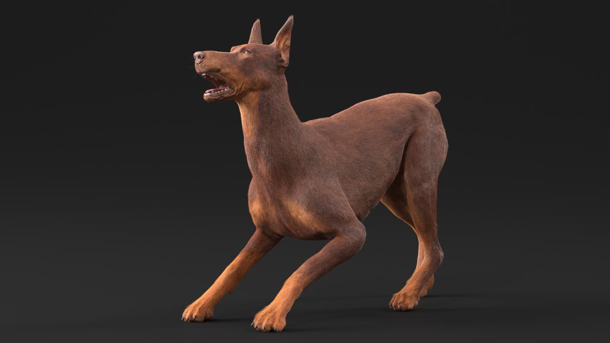 Doberman Dog Brown Fur Rigged 3D model