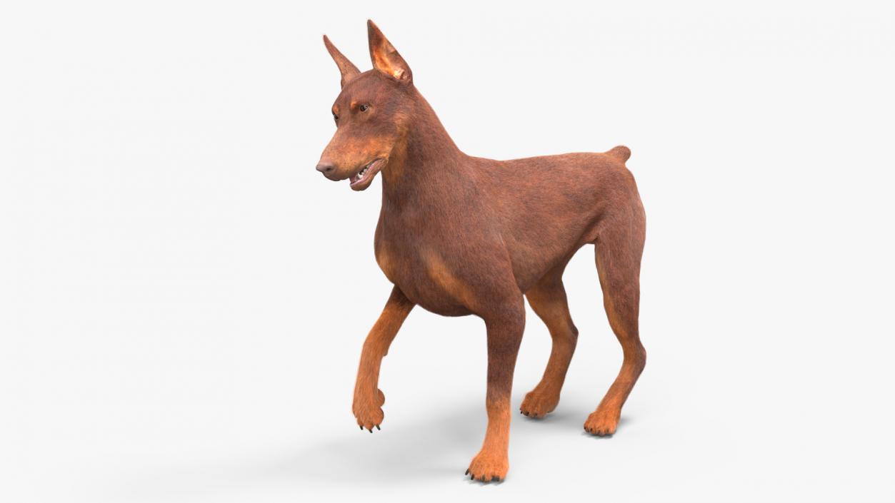 Doberman Dog Brown Fur Rigged 3D model