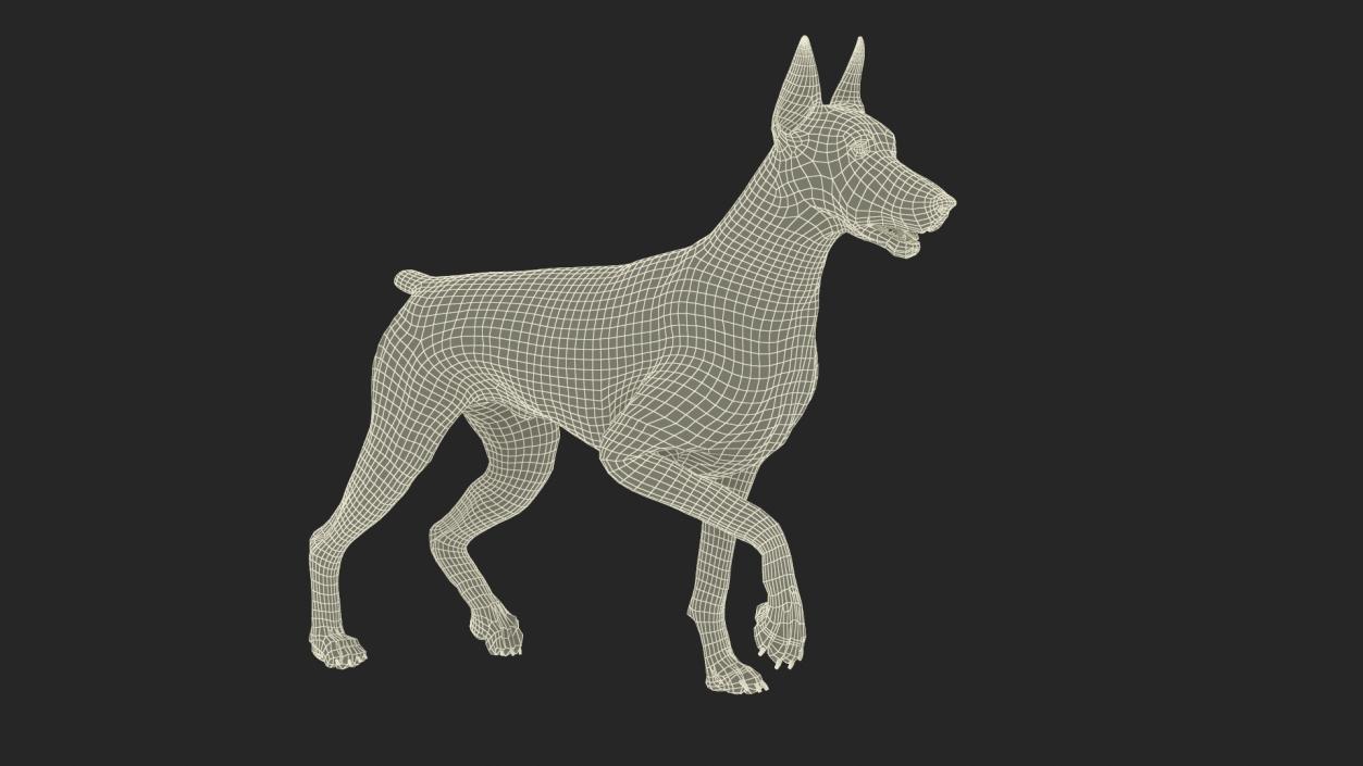 Doberman Dog Brown Fur Rigged 3D model