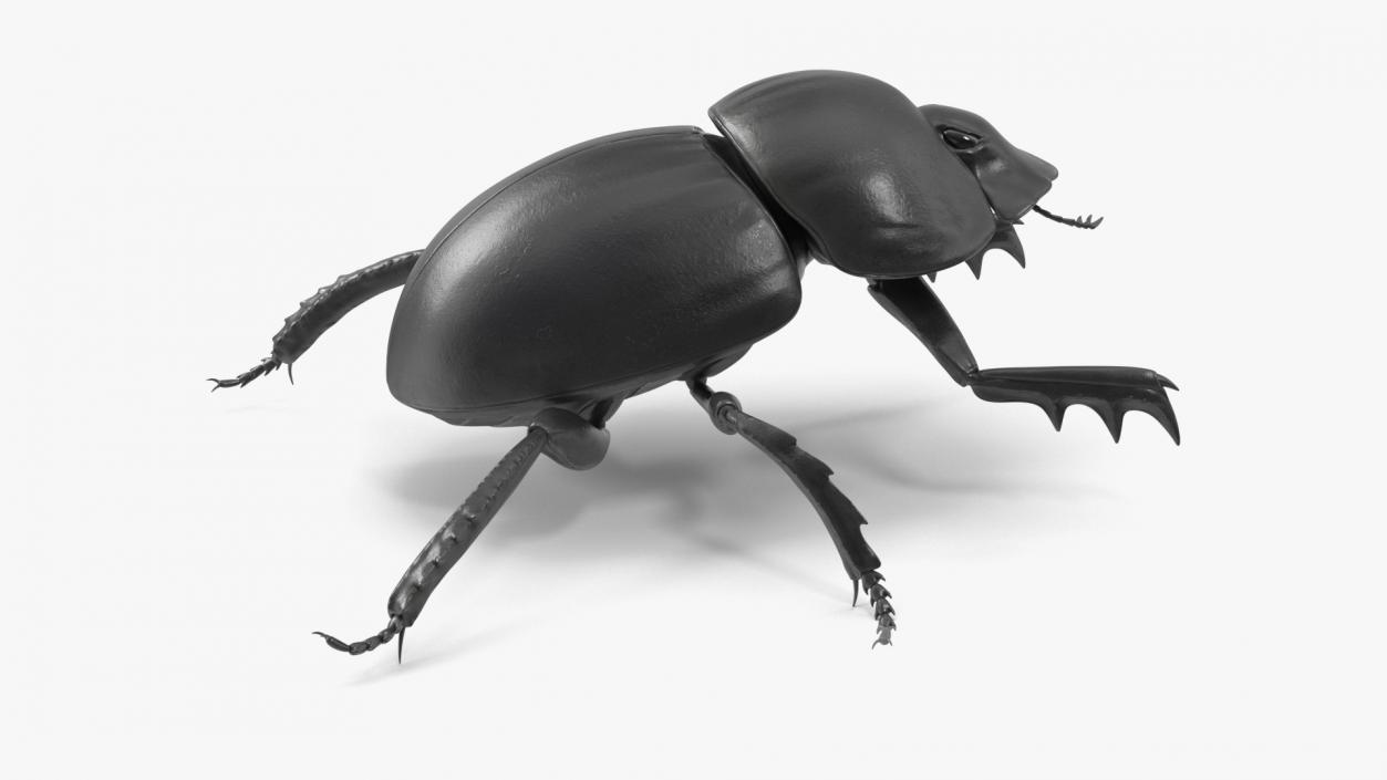 3D model Roller Beetle Rigged