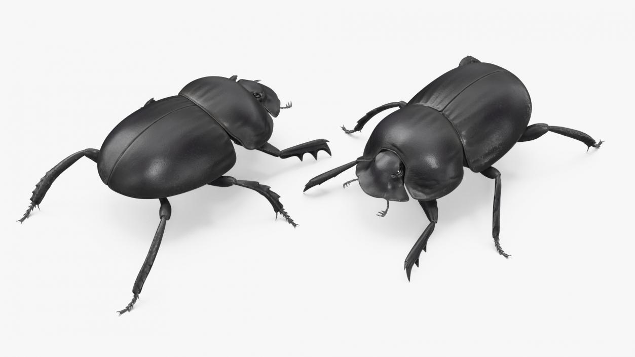 3D model Roller Beetle Rigged