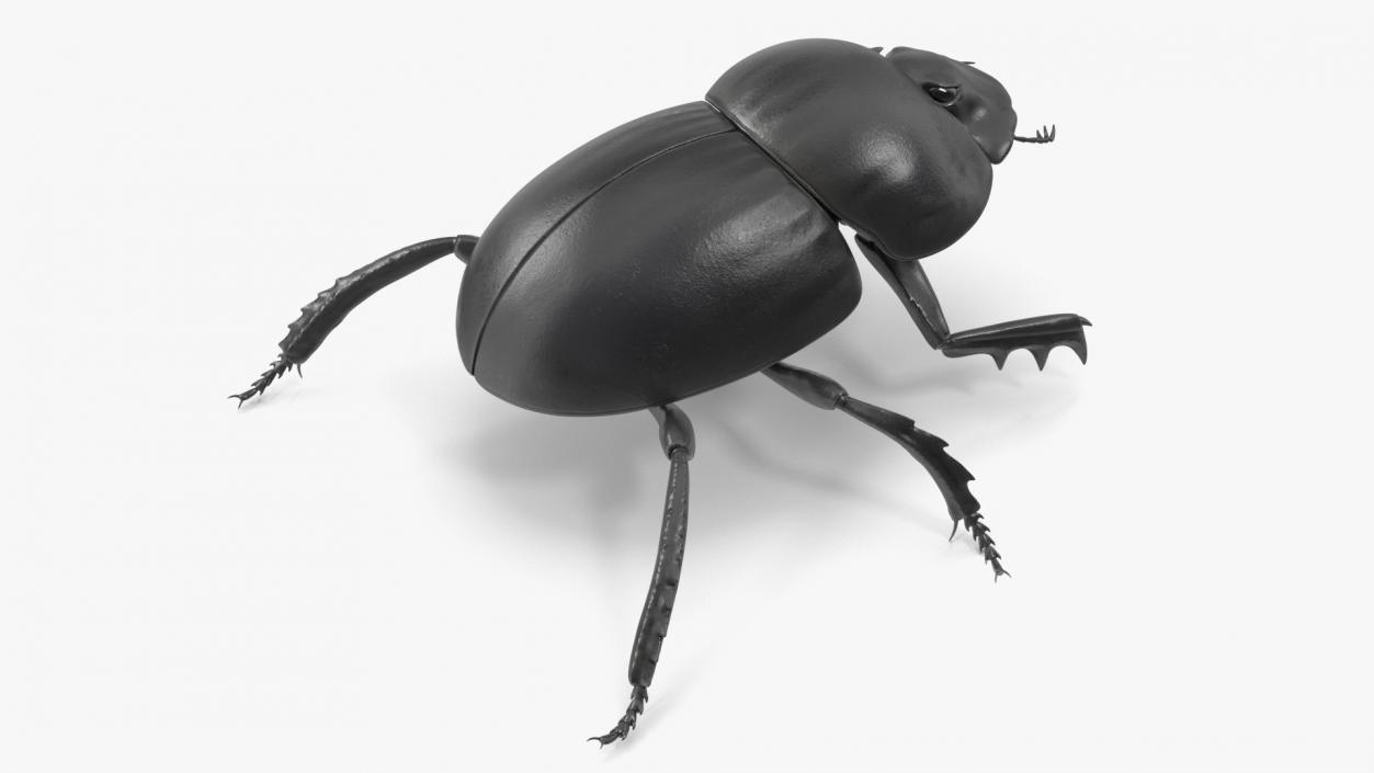 3D model Roller Beetle Rigged