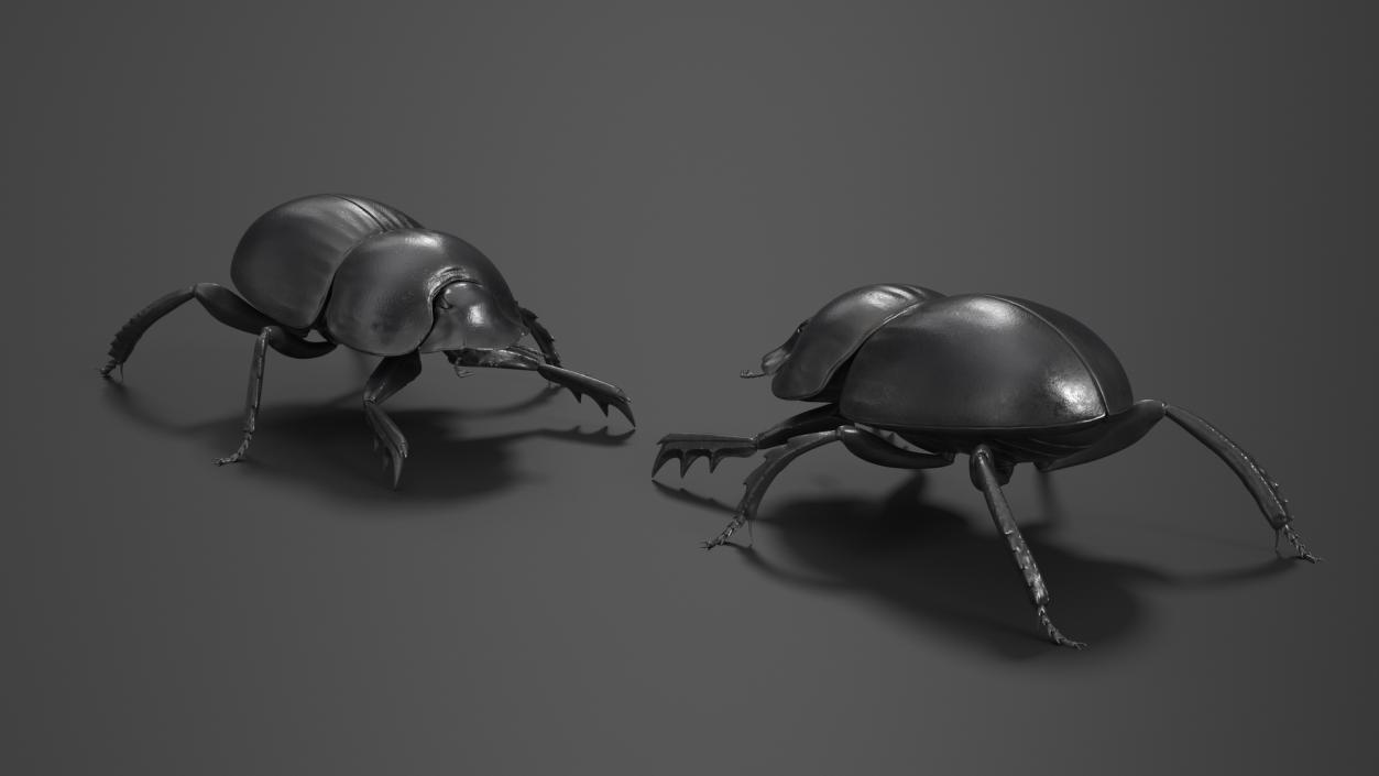 3D model Roller Beetle Rigged