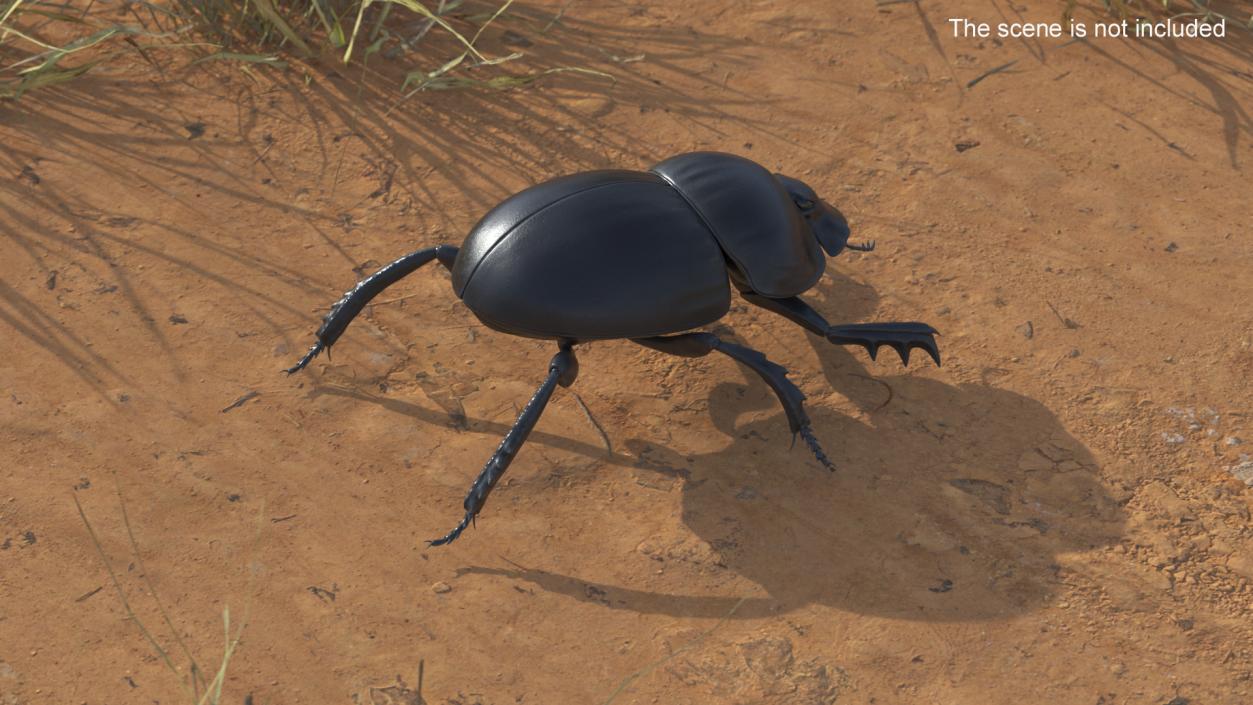 3D model Roller Beetle Rigged