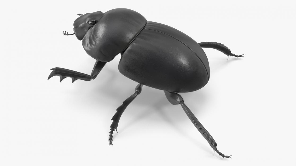 3D model Roller Beetle Rigged