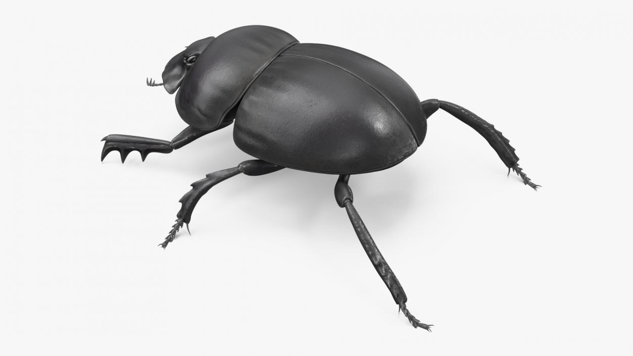 3D model Roller Beetle Rigged