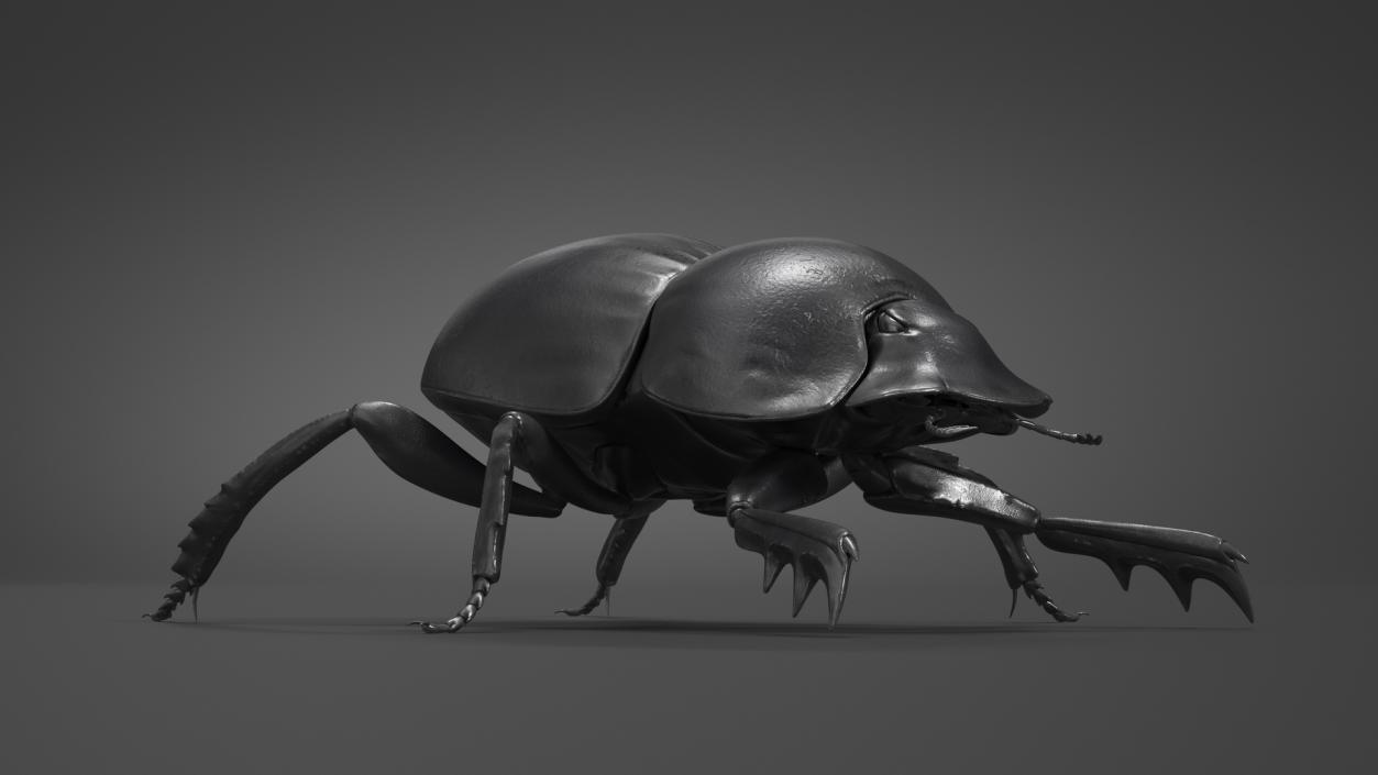 3D model Roller Beetle Rigged