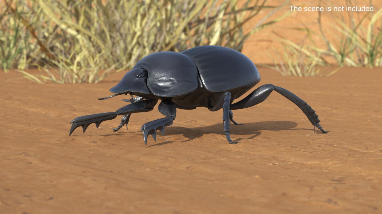 3D model Roller Beetle Rigged