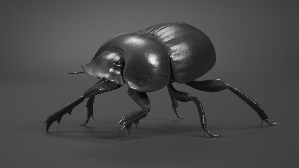 3D model Roller Beetle Rigged