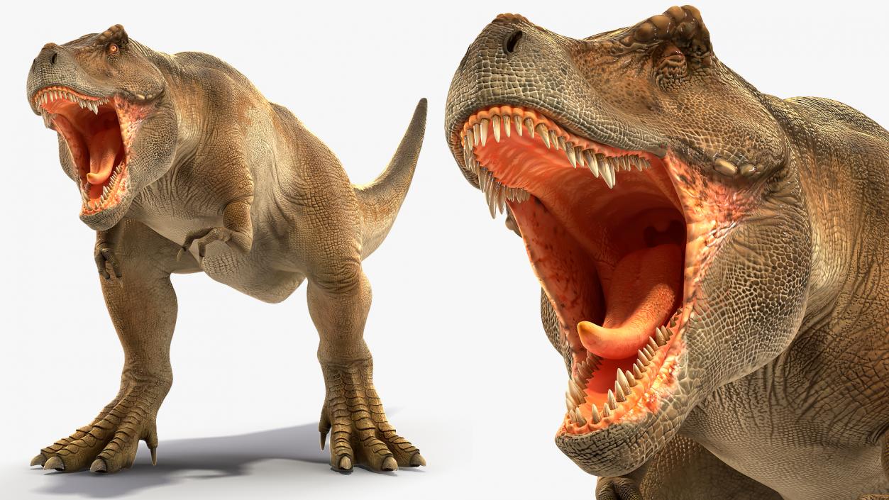 3D Animated Tyrannosaurus Rex Roaring Rigged