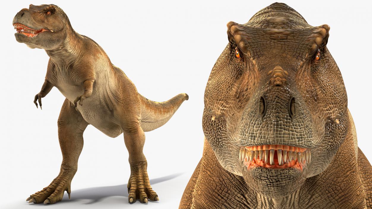 3D Animated Tyrannosaurus Rex Roaring Rigged