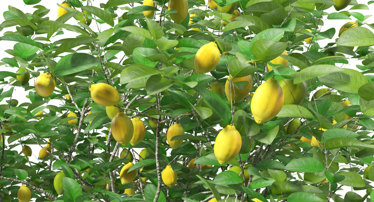 3D model Lemon Tree