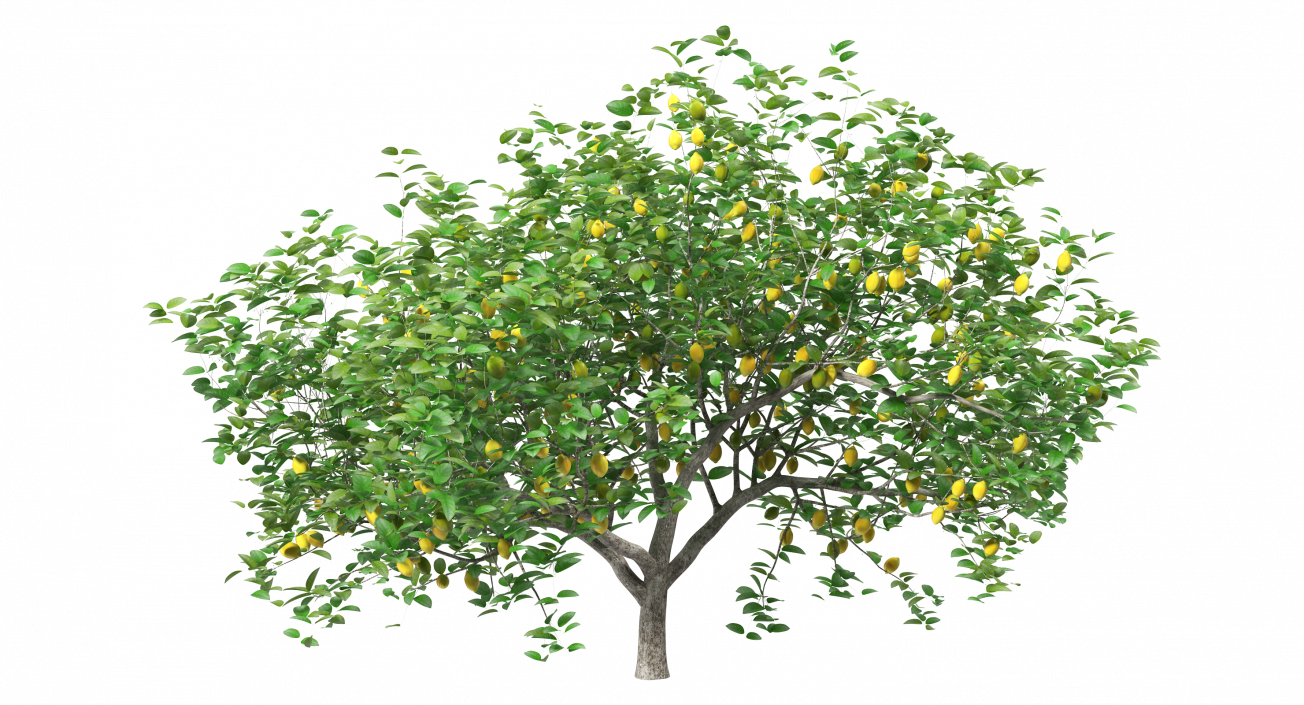 3D model Lemon Tree