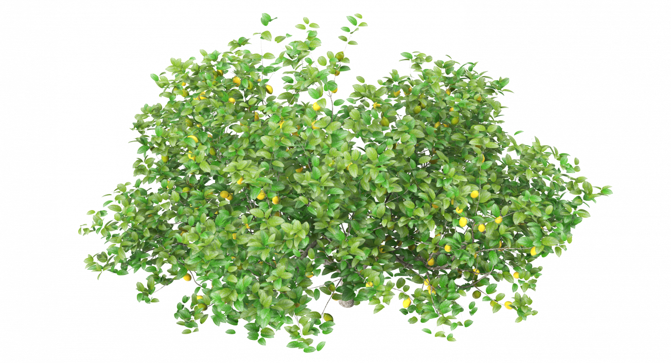 3D model Lemon Tree