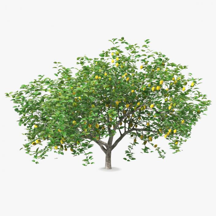 3D model Lemon Tree