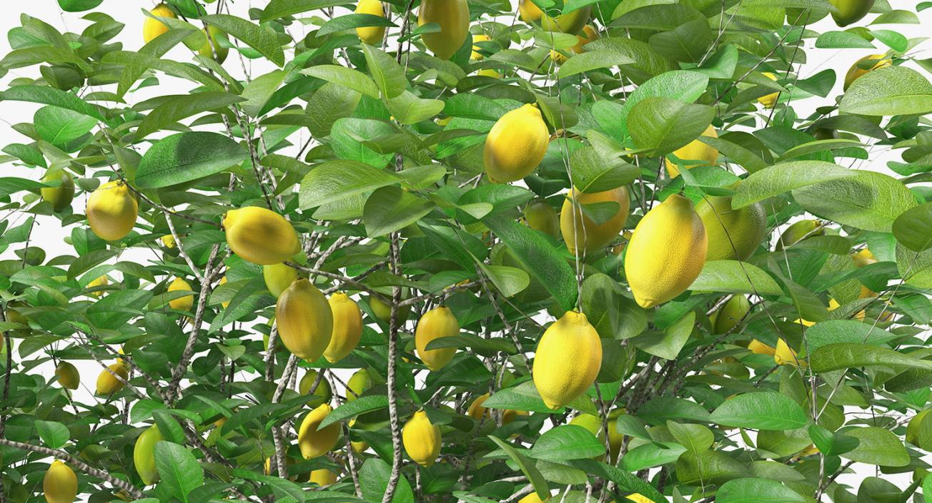 3D model Lemon Tree