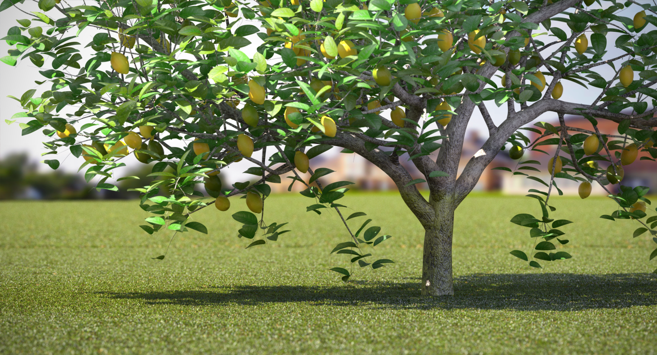 3D model Lemon Tree