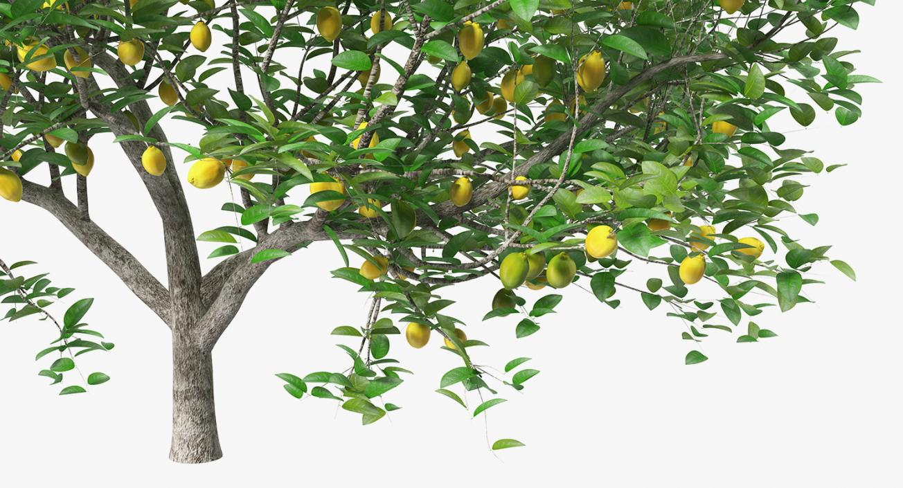 3D model Lemon Tree