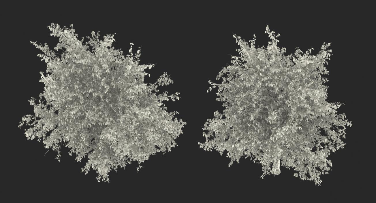 Flowering Pear Tree 3D model