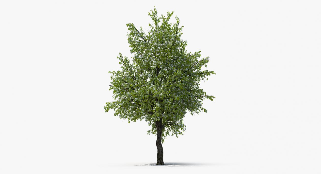 Flowering Pear Tree 3D model