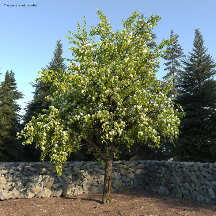 Flowering Pear Tree 3D model