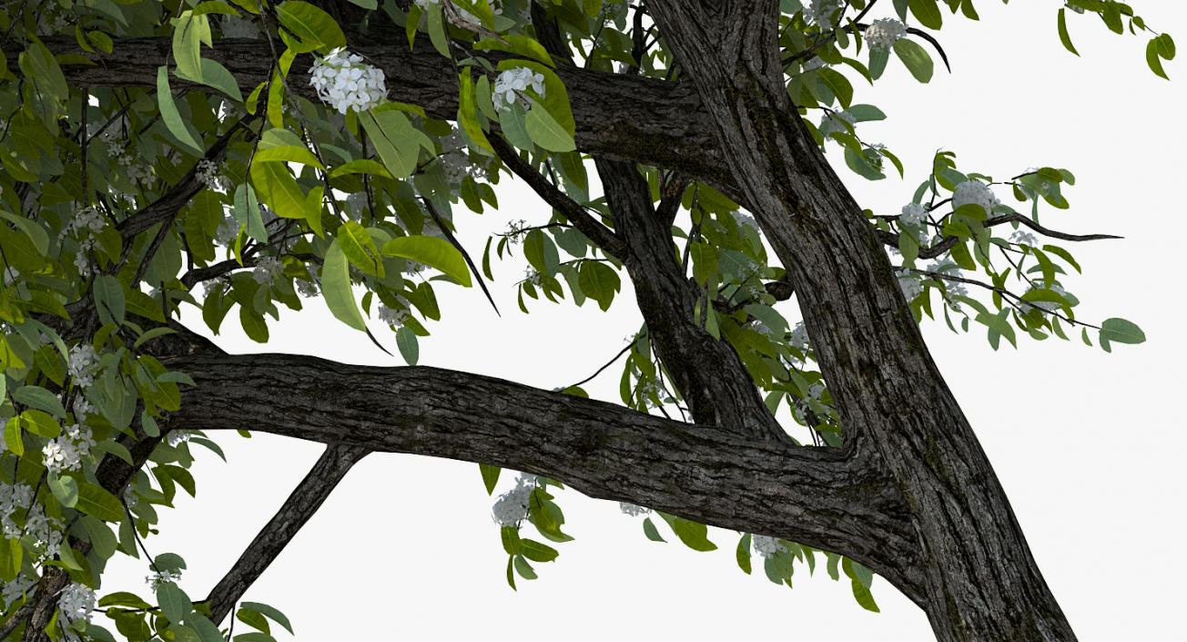 Flowering Pear Tree 3D model