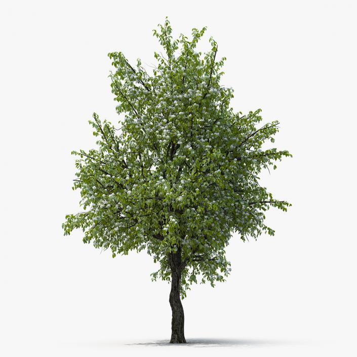 Flowering Pear Tree 3D model