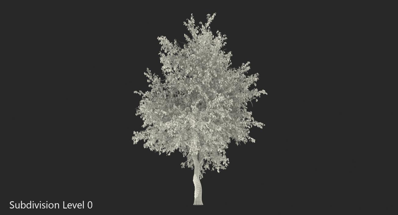 Flowering Pear Tree 3D model