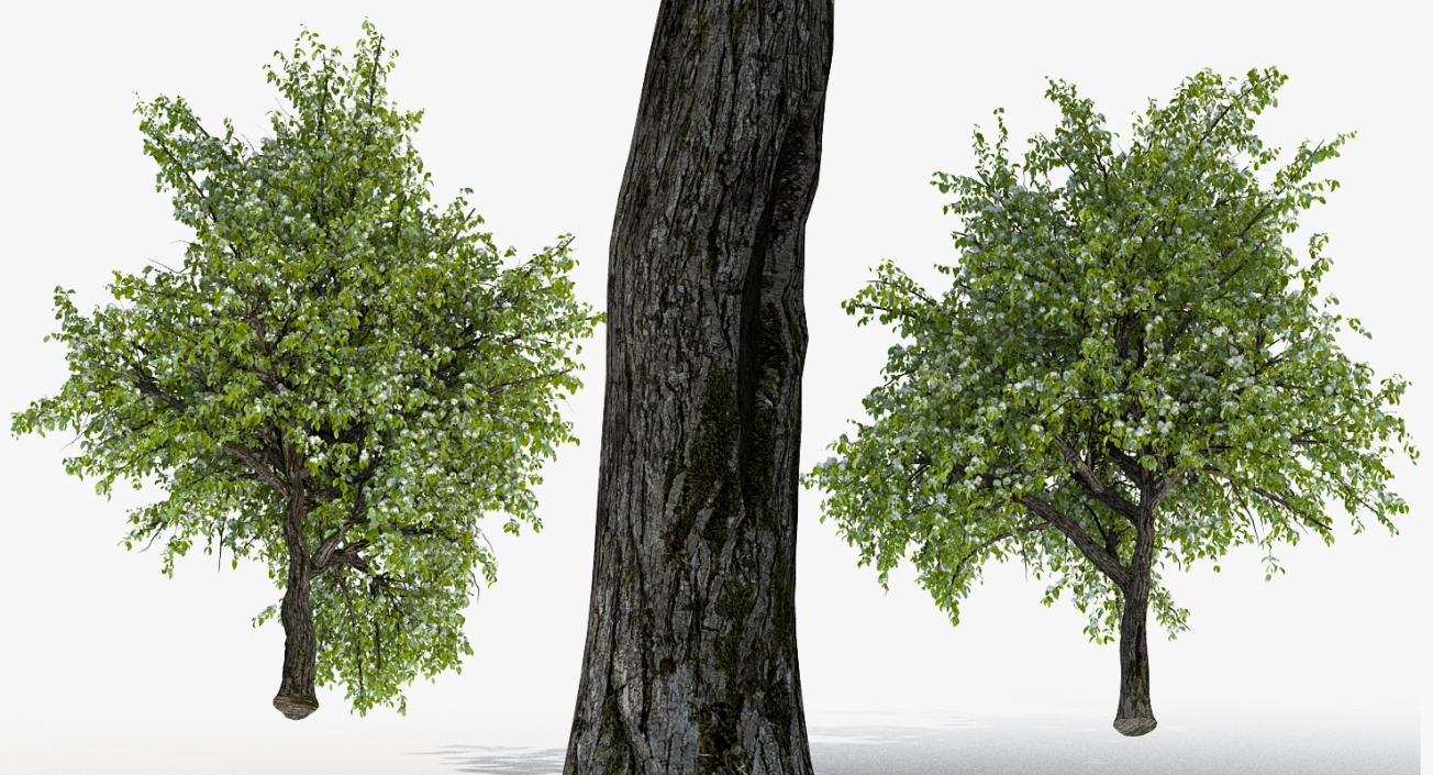 Flowering Pear Tree 3D model