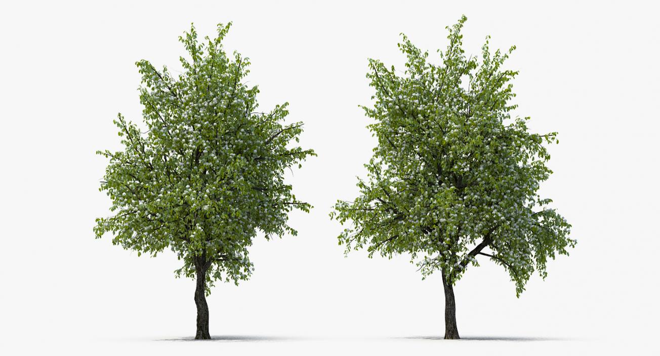 Flowering Pear Tree 3D model